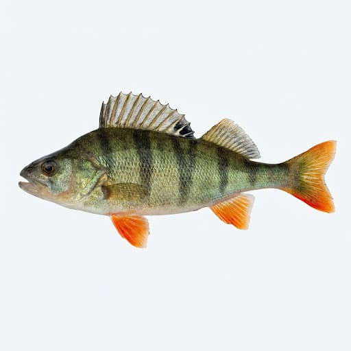 Biban