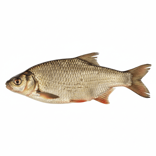 Plătică