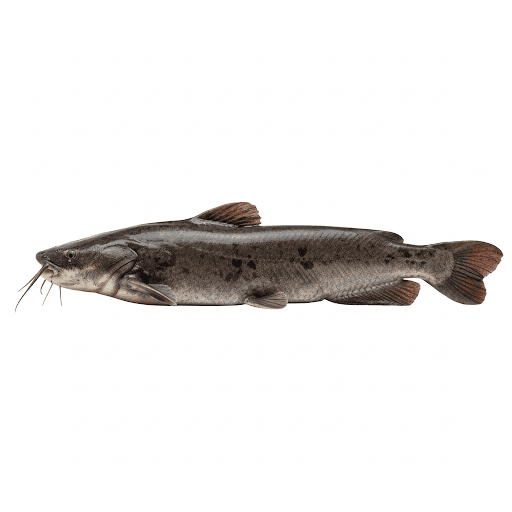 Somn (Silurus glanis)